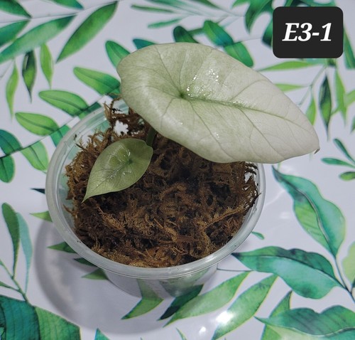 Alocasia mint sinuata corm - alocasia,