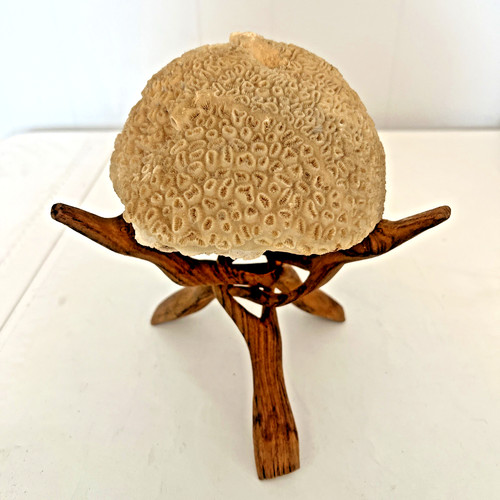 Large lbs sea brain - large, coral