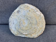 Unprepared Fossil Coral