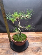 Real Japanese black pine