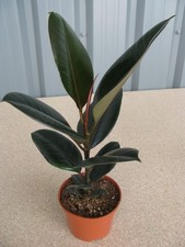 Ficus robusta indoor - ficus,