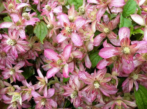 Clematis montana marjorie - montana,