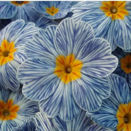 Primula zebra blue - 3x, blue'