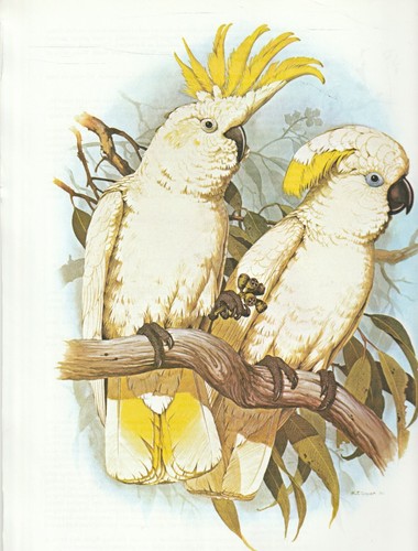 Colour parrot print - colour,