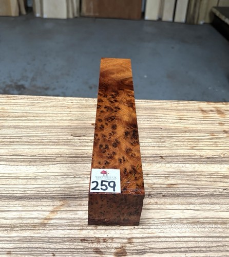 Thuya burr x - 2,