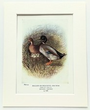 MALLARD DUCK Bird, Nest & Eggs - Mounted Antique Print 1910 Book Plate 44