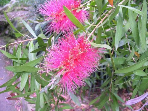 Callistemon rose opal glow - rose, opal/glow