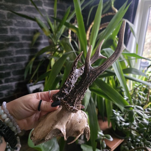 Real deer skull cap - real,