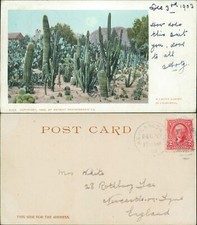 Cactus Garden CA California 1903 Detroit Photographic 