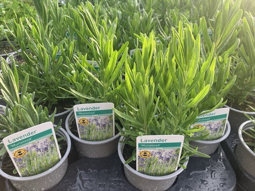 Lavender angustifolia