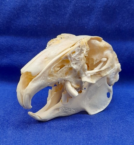 Genuine rabbit skull - genuine,