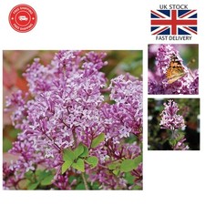 Elegant & Hardy Purple Lilac