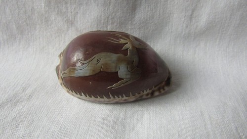 Cameo cowrie shell - shell, deer