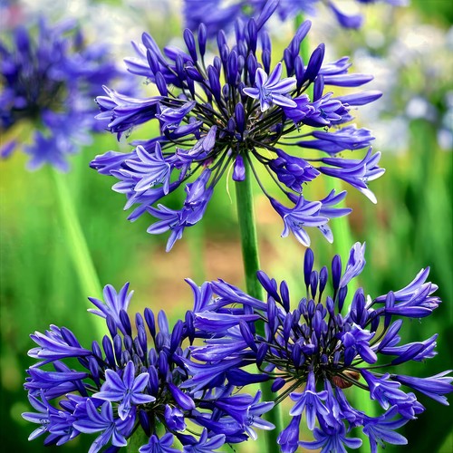 Dwarf blue lily the nile - blue,