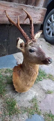 Roe deer stag head antlers - roe-deer,
