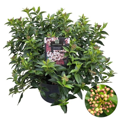 Viburnum tinus eve price - price, 7.5lt