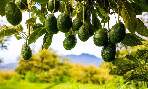 Avocado plant 
