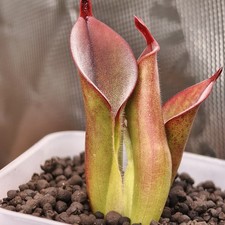 Heliamphora Chimantensis -AW-