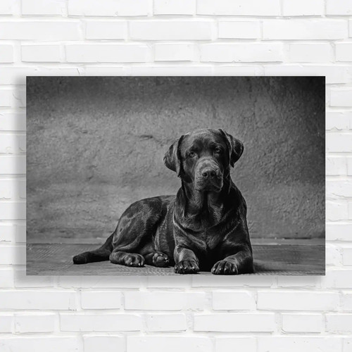 Majestic labrador retriever - labrador,