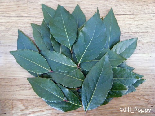 Fresh bay leaves picked - fresh,