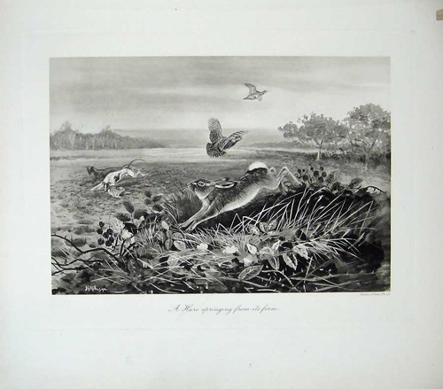 Old antique print 1906 - antique, millais
