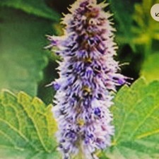 1 large  9cm pot. PEPPERMINT