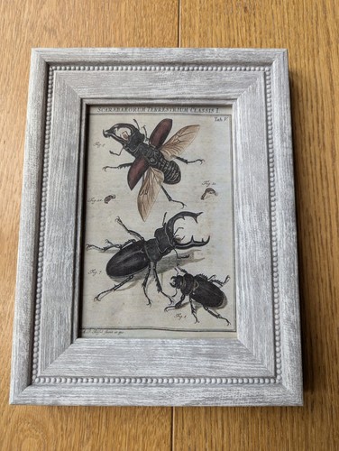 Stag beetles zoological