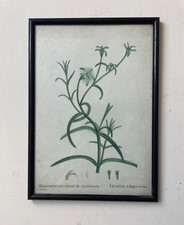 Original Antique Georgian Botanical Engraving By Pierre-Joseph Redouté