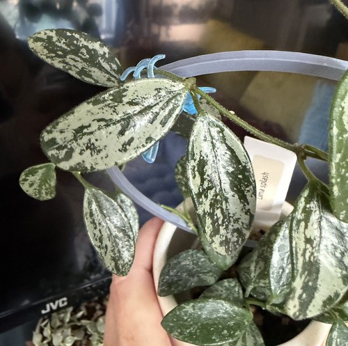 Hoya lima splash fresh - hoya,