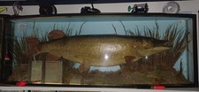 TAXIDERMY PIKE