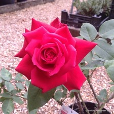 Ruby Wedding - Hybrid Tea Rose FREE NATIONWIDE DELIVERY