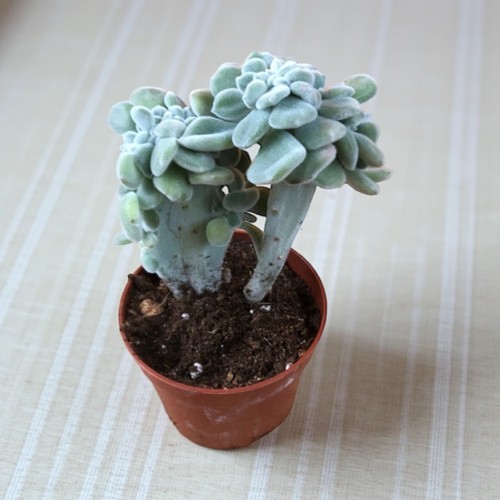 Echeveria pulvinata - echeveria,