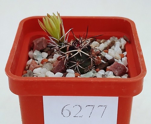 Echinocereus davisii sb426 - davisii,