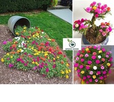 Portulaca Grandiflora | 1000+ seeds | Purslane | Mexican Rose |  Bonsai