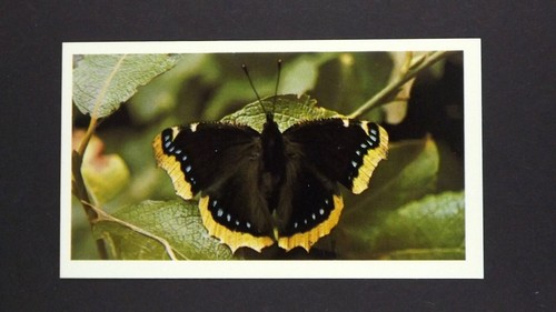 Grandee cigar card - grandee,