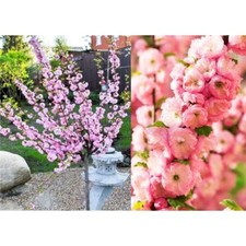 Prunus triloba Flowering Cherry-Almond Dwarf Tree 135-165cm Garden Plant