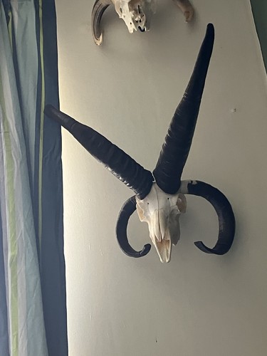 Jacob sheep rare skull - sheep,