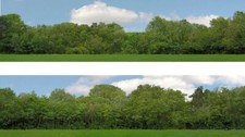 Just trees gauge backscene - trees,