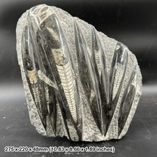 Fossil orthoceras slab in black marble slab worldwide fossils genuine