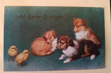 Very Cute Dog Postcard, Collie