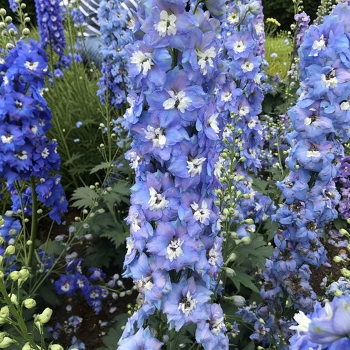 Delphinium magic fountains - magic,