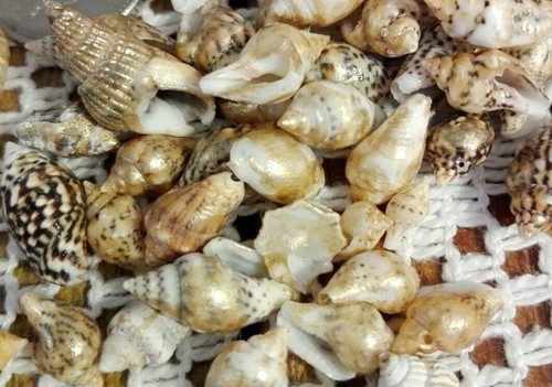 100 very small gold brushed