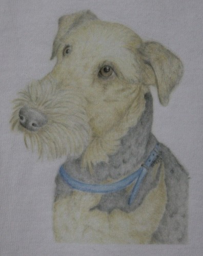Airedale welsh and fox - welsh,