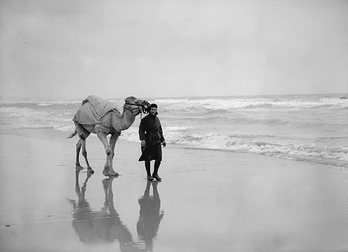 Camel which appearing a - camel,