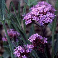 10 Verbena bonariensis  MEDIUM