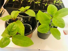 Bangladeshi Pui Shak plant