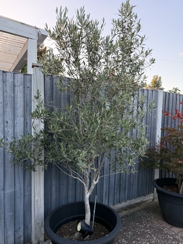 Olive tree - olive,