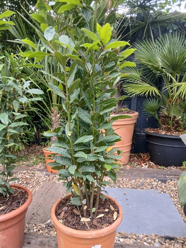 Bay tree 140cm - tree, in