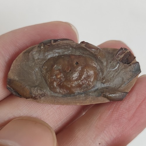 Fossil crab specimen - fossil, specimen,