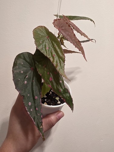 Begonia hybrid nothombaramesis - begonia,